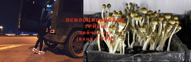 Псилоцибиновые грибы Cubensis  дарнет шоп  Алексин 